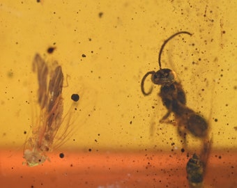 Hyménoptères (guêpes) avec essaim, inclusion d'insectes fossiles dans l'ambre birman