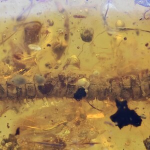 Detailed Diplopoda (Millipede), Fossil insect inclusion in Burmese Amber