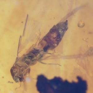 Isoptera (Termite), Fossil insect inclusion in Burmese Amber