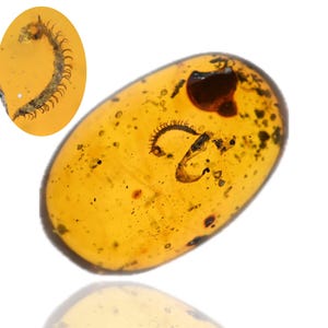 Detailed Diplopoda (Millipede), Fossil insect inclusion in Burmese Amber