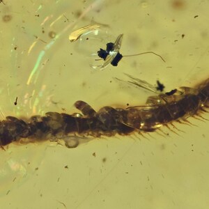 Large piece, Diplopoda (Millipede) +++, Fossil insect inclusion in Burmese Amber