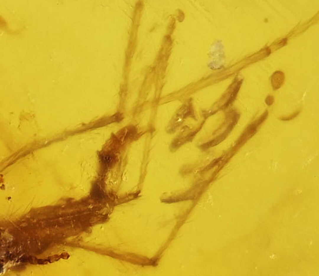 Fungus Gnat Laying Eggs Fossil Inclusion in Burmese Amber Etsy