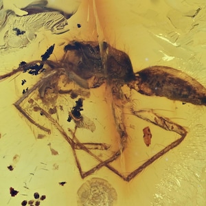 Araneae: Araneida (Spider), Fossil insect inclusion in Chiapas Amber