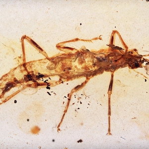Schaarse phasmatodea (wandelstok), toevoeging van fossielen in Birmese amber