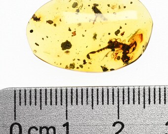 中国時代の化石　天然琥珀サソリ※骨董品 古美術 DE1649D4-2 ビルマ産琥珀に含まれる希少なサソリの化石 - Etsy 日本