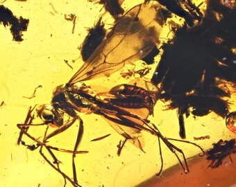 Super Detailed Aculeata, Formicidae (Winged Ant) in Baltic Amber