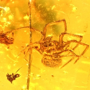 Detailed Araneae (Spider), Fossil Inclusion in Baltic Amber