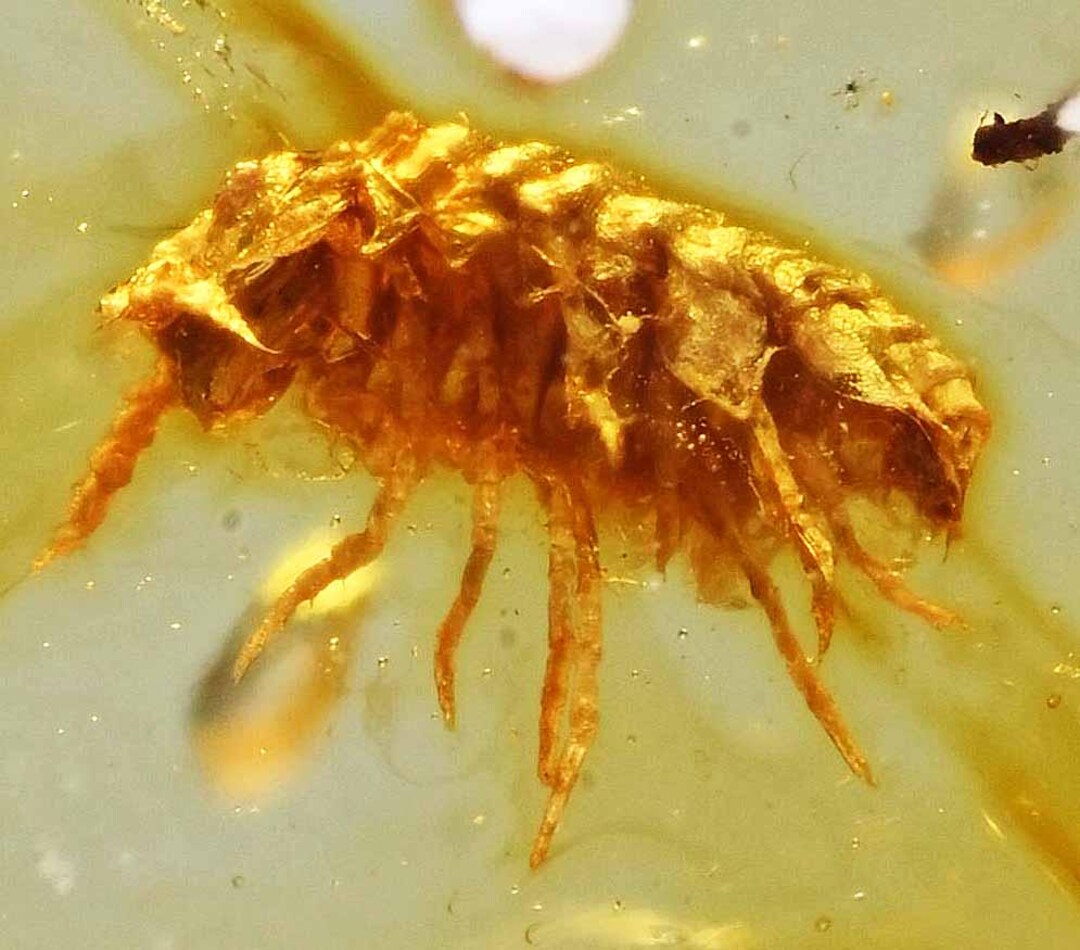 Terrestrial Crustacean isopod Fossil Inclusion In Burmese Amber Etsy Terrestrial Crustacean isopod Fossil Inclusion In Burmese Amber Etsy