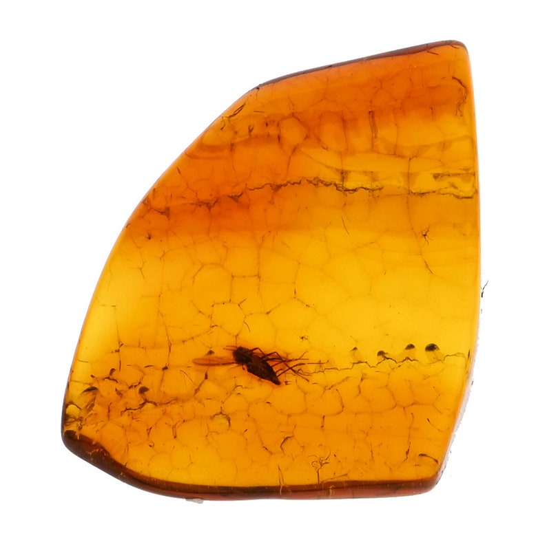 Detailed Ceratopogonidae Biting Midge, Fossil Inclusion in Baltic Amber image 3