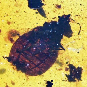 Detailed Tingidae (Lace Bug) in Burmese Amber
