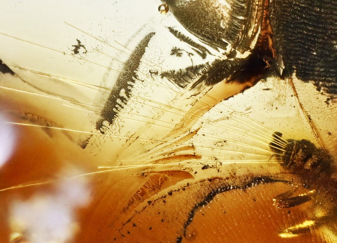 Rare Wax Threads Coccoidea scale Insect in Baltic Amber - Etsy