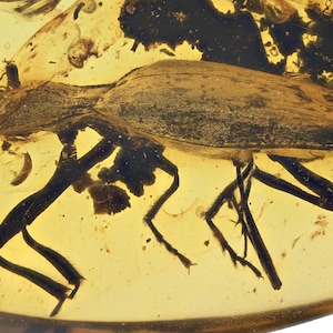 Puede incluir: Un insecto conservado en ámbar. El insecto es de color marrón oscuro con patas, antenas y un cuerpo segmentado visibles. El ámbar es de color amarillo-naranja translúcido, con algunas inclusiones oscuras.