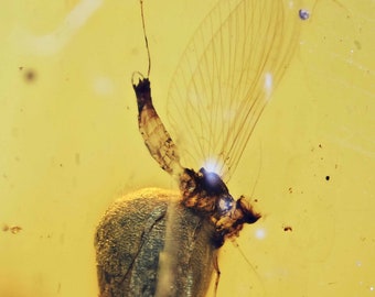 Scarce Ephemeroptera (Mayfly), Fossil inclusion in Burmese Amber