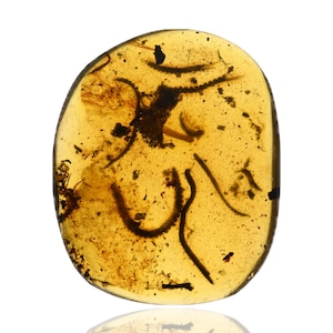 RARE Swarm of Millipedes, Fossil insect inclusion in Burmese Amber