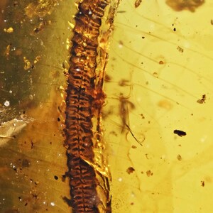 Detailed Diplopoda (Millipede), Fossil inclusion in Burmese Amber