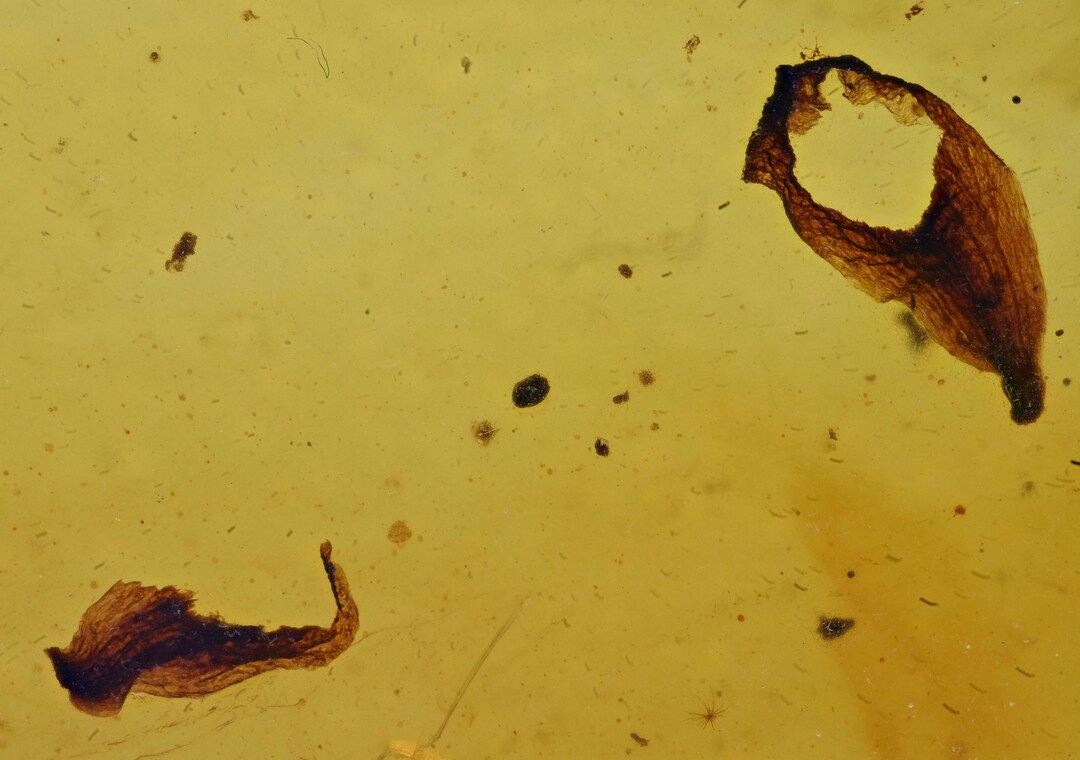 Fissures Insect Leaf With Insect Feeding Hole, Fossil Insect Inclusion in Burmese Amber ...