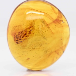 SUPER RARE Spider Egg Sac, Fossil Inclusion in Burmese Amber image 2