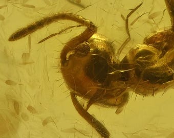 May include: Close-up of an ant encased in amber. The ant is a reddish-brown color with visible details of its head, antennae, and legs. The amber has a translucent, golden-yellow hue, with small particles suspended within.