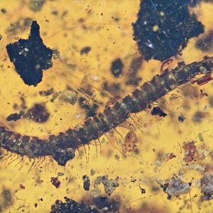 Detailed Diplopoda (Millipede), Fossil insect inclusion in Burmese Amber