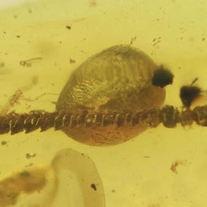 Diplopoda (Millipede), Fossil insect inclusion in Burmese Amber