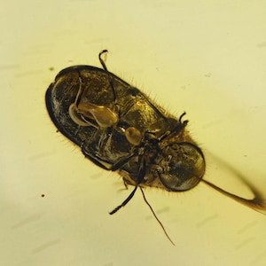 Detailed Ptinidae (Spider Beetle), Fossil insect inclusion in Baltic Amber