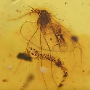 Bittacidae (Hanging Fly), Fossil insect inclusion in Burmese Amber