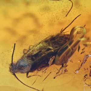Hemiptera with interesting bubble, Fossil insect inclusion in Baltic Amber