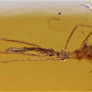 Schaarse phasmatodea (wandelstok), toevoeging van fossiele insecten in Birmese amber