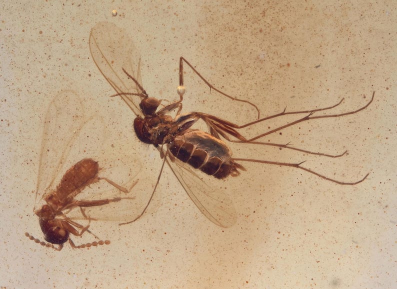 Angelic Insect RARE Zoraptera (angel Insect), Fossil Insect Inclusion in Burmese Amber ...