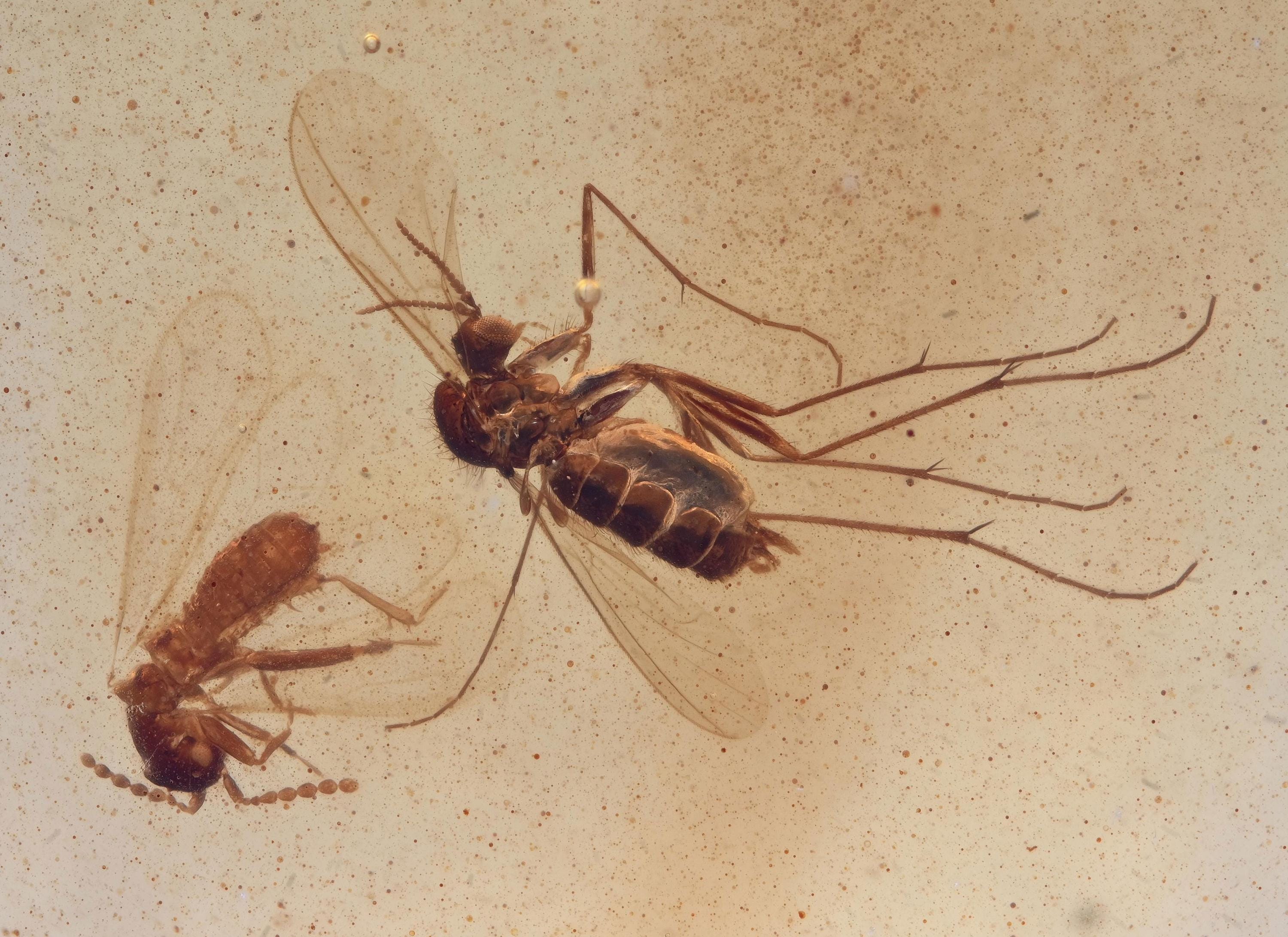 RARE Zoraptera (angel Insect), Fossil Insect Inclusion in Burmese Amber ...