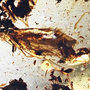 Detailed Trichoptera (Caddisfly), Fossil Inclusion in Baltic Amber