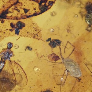 Erythraeidae (Velvet Mite), Fossil insect inclusion in Burmese Amber