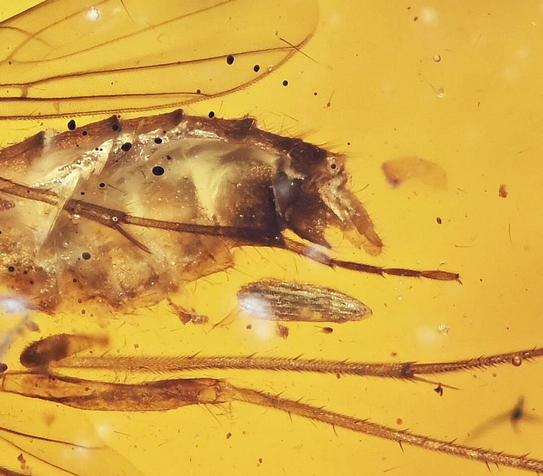 Super Detail Fungus Gnat Laying Egg Fossil Inclusion in Etsy