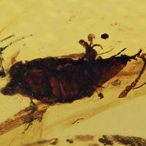 Scarce Aradidae (Flat Bug), Fossil inclusion in Burmese Amber
