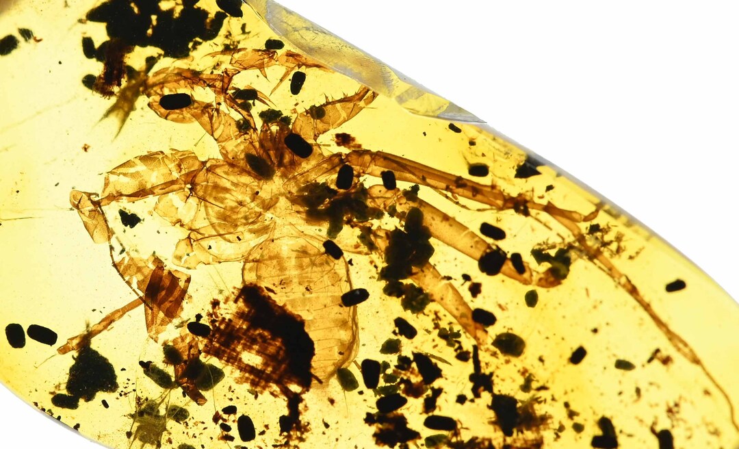 Rare Amblypygi whip Spider Fossil Inclusion in Burmese Etsy