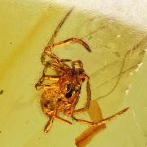 Detailed Araneae (Spider), Fossil Inclusion in Baltic Amber