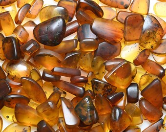 ビルマ産琥珀9個セット、すべてに希少な羽毛化石が内包されています