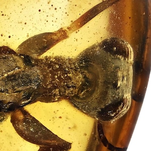 Super detaillierte ungewöhnliche Wespe mit fossilen Einschluss in burmesischem Bernstein