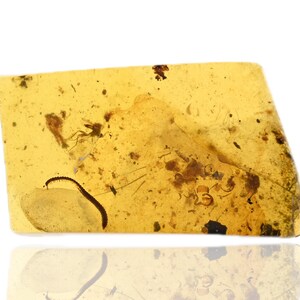 Diplopoda (Millipede), Fossil insect inclusion in Burmese Amber