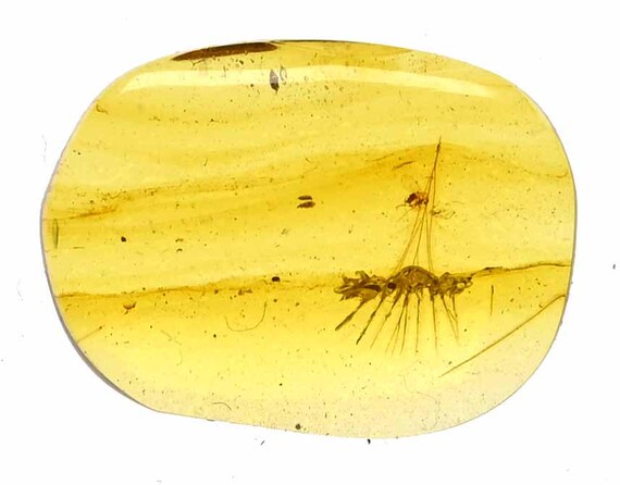 ビルマ産琥珀に含まれる希少な鳥類の羽毛の化石 - Etsy 日本