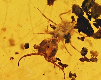 Rare Myrmeleontidae (Ant Lion larva), Fossil Inclusion in Burmese Amber