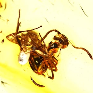 Two Aculeata, Formicidae (Ant), Fossil Inclusion in Baltic Amber