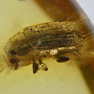 Detailed Ptinidae (Spider Beetle), Fossil insect inclusion in Baltic Amber
