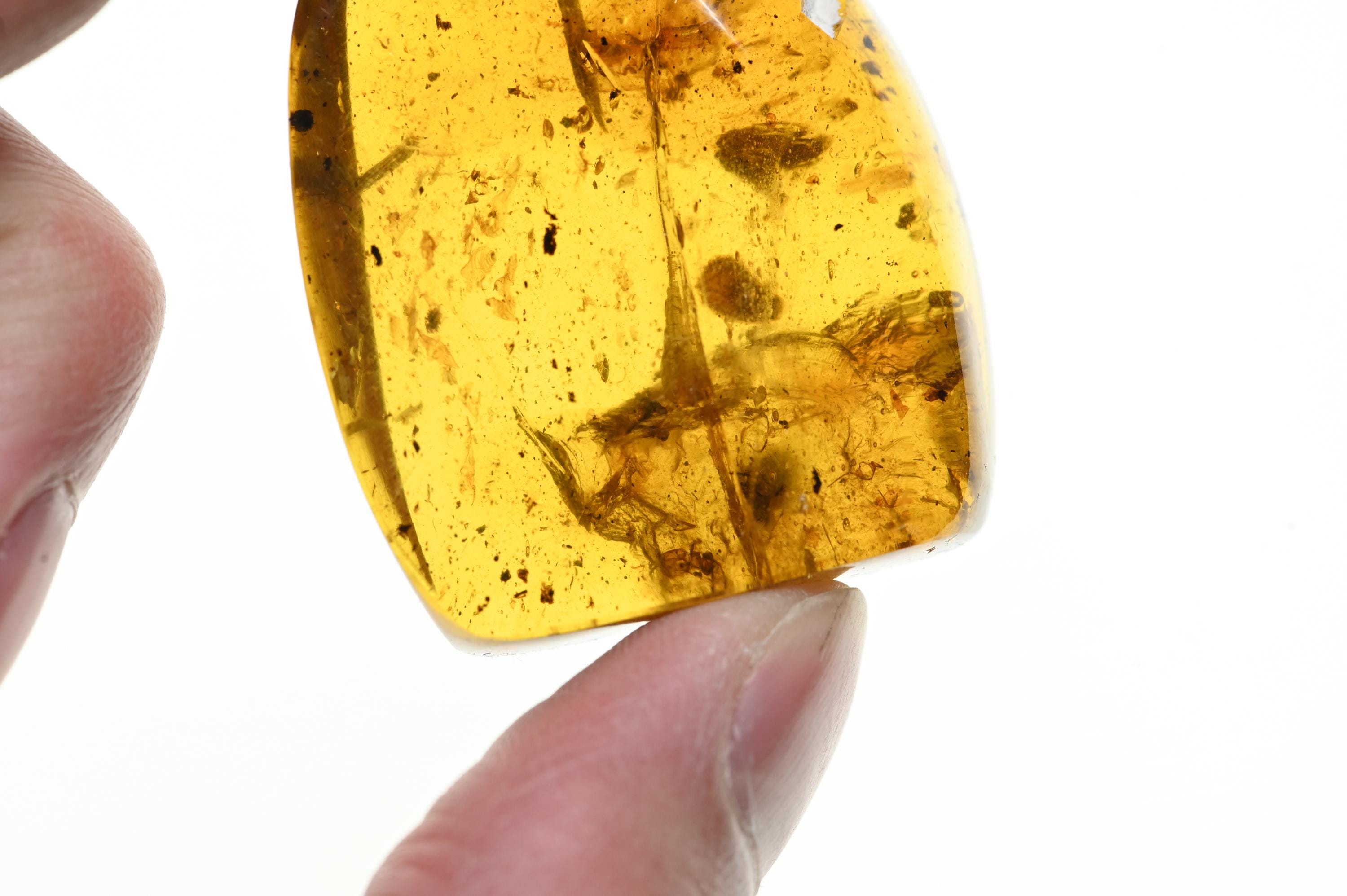 16.88グラムの大きな塊、群集構造、ビルマ産琥珀に含まれる化石含有物