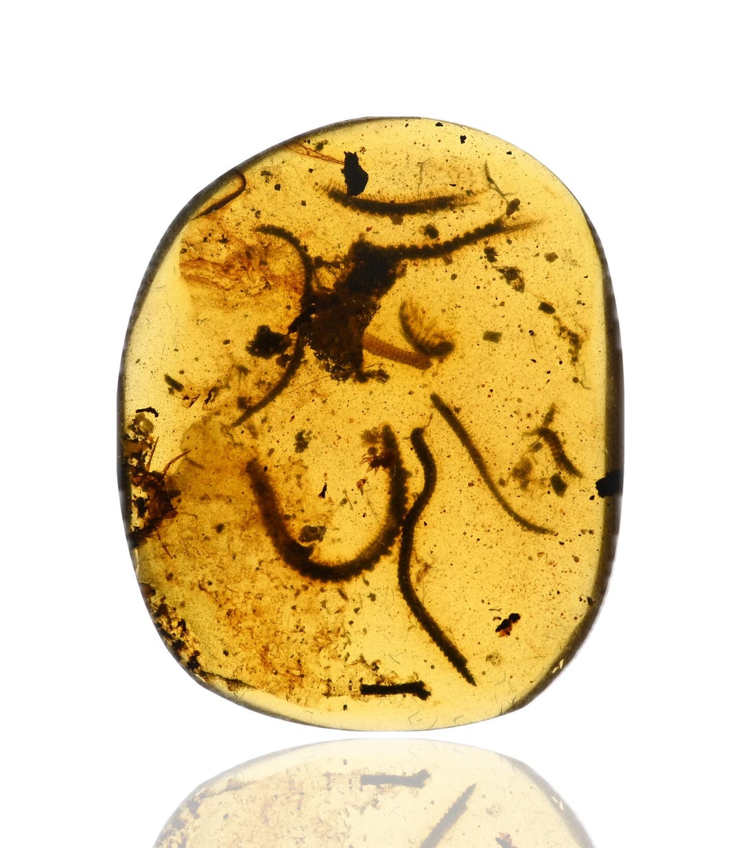 RARE Swarm of Millipedes, Fossil Insect Inclusion in Burmese Amber - Etsy