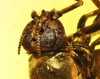 ERSTAUNLICHER Detail Simuliidae (Schwarze Fliege), fossiler Einschluss im baltischen Bernstein