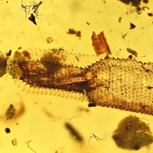 希少な絶滅したバッタ科（エルカニダエ科）、ビルマ産琥珀に含まれる