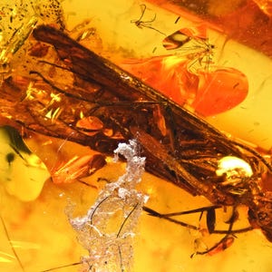 Trichoptera (Caddisfly), Fossil Inclusion in Baltic Amber
