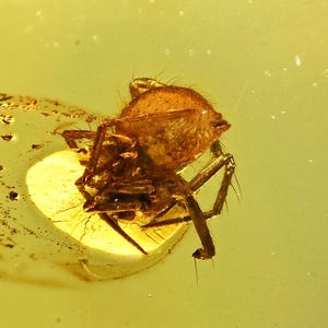 Detailed Araneae (Spider), Fossil Inclusion in Baltic Amber