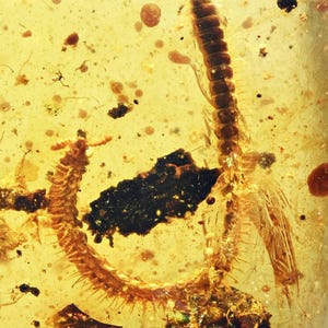 Detailed Diplopoda (Millipede), Fossil inclusion in Burmese Amber